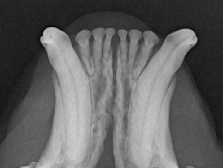 Dog & Cat Teeth xray