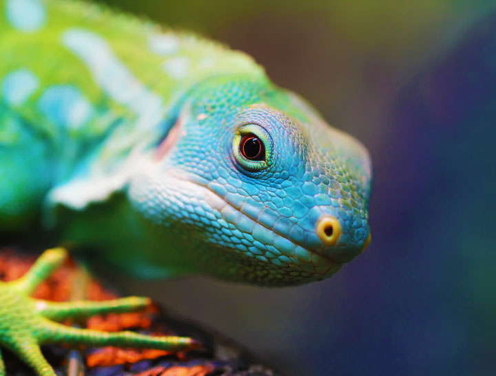 Avian & Exotic Care