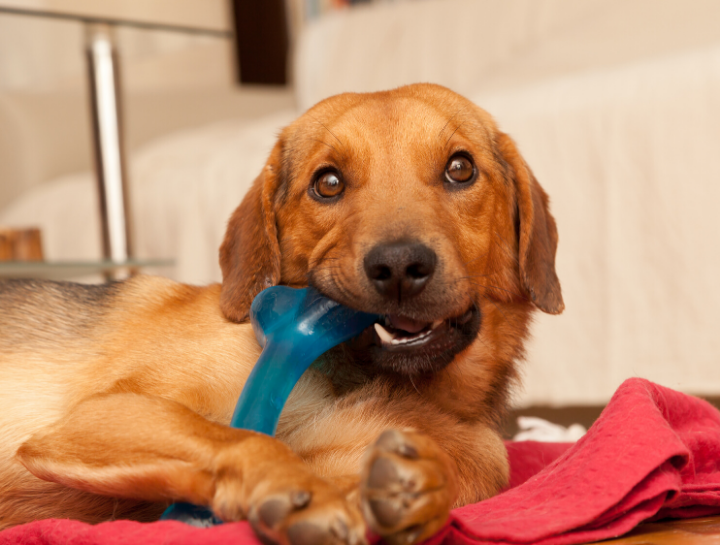 Pet Dental Care