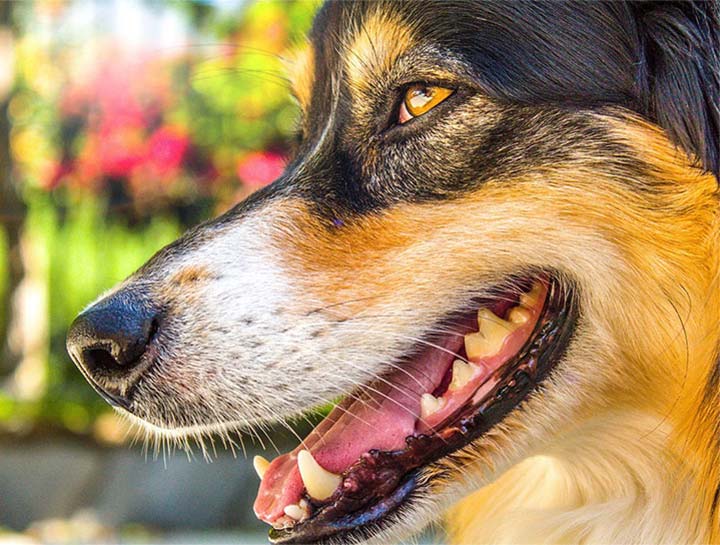Pet Dental Care